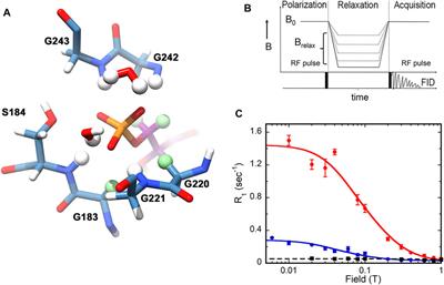 High Resolution 31P Field Cycling NMR Reveals Unsuspected Features of Enzyme-Substrate-Cofactor Dynamics